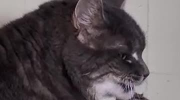 Funny Cat Drinking Water From Paw