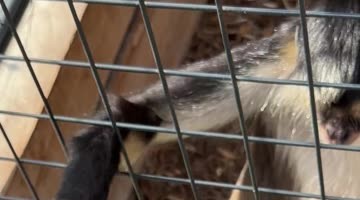 Affectionate Monkey Doesn't Want to Say Goodbye
