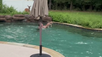 Man Helps Baby Fawn Escape Pool