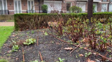 London Fox Digs Up Rat in the Garden
