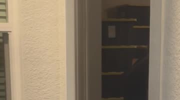 Animal Control Removes an Alligator