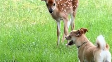 Puppy Plays With Baby Deer