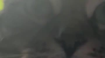 Cat Doesn't Like Being Called Fat