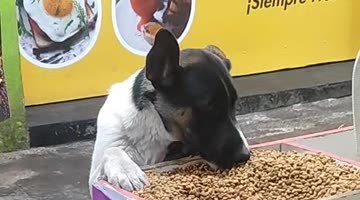 Hungry Stray Dog Finds a Meal at Pet Shop