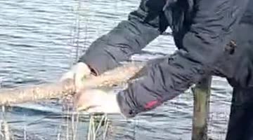 Unsuccessful Jump Over a Bridge on the River