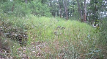 Curious Black Woodpecker Beats Trail Cam Like a Drum