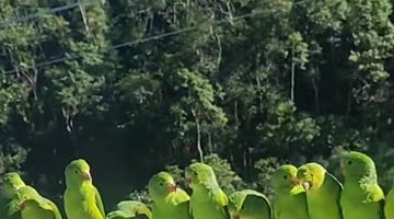 Green-Cheeked Parakeets