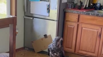 Unexpected Eagle Visits Kitchen