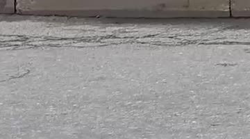 Rat Holds Its Own Against Two Crows