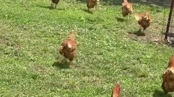 Dog Loves to Play With Chicken Friends