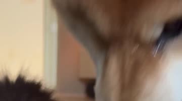 Shiba Inu Puppy Pushes Kitten Into Water Bowl
