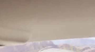 Enthusiastic Llama Dashes Towards Family