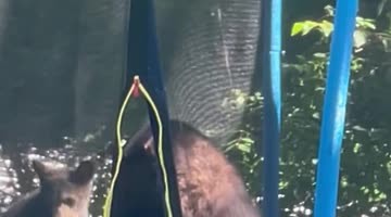 Mama Bear and Cubs Play on Trampoline