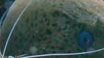 Huge Javanese Moray Eel Getting Cleaned by Two Very Brave Cleaning Shrimp