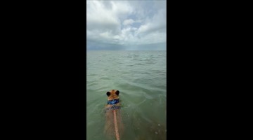 Fred and His Dolphin Friend