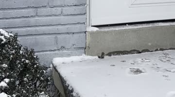 Cat Struggles Through Snow