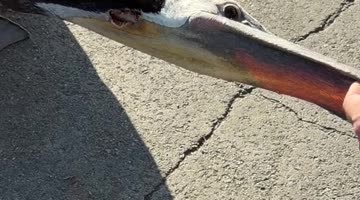 Dad and Daughter Save a Pelican