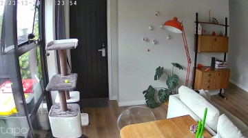 Outdoor Cat Gets Stuck in Window