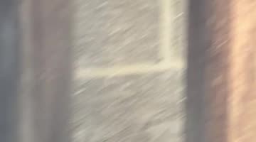 Squirrel Terrified of Cat
