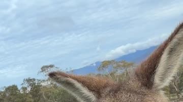 Scratching Kangaroo's Belly