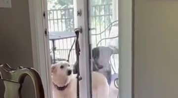 Gentleman Dog Opens the Door for His Friend