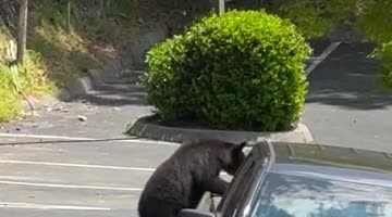 Bears Find Food in Unattended Pick-Up Truck