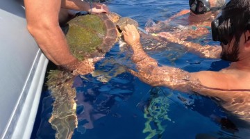 Cut and Free: Saving an Entangled Sea Turtle