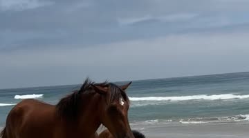 When Wild Horses Choose Your Family