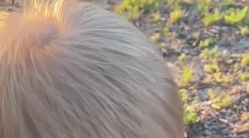 Toddler Holding a Lizard
