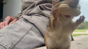 Pickpocket Chipmunk