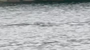 Unexpected Passerby While Fishing on Lake Winnipesaukee