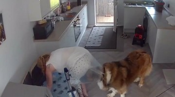 When Your Dog Thinks Cleaning Is a Team Sport