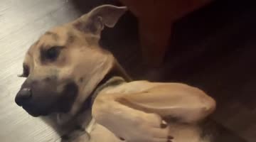 Rescue Puppy Caught Being Bizarre