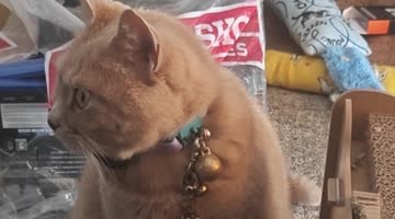 Cat Demands "Treaties" With Talking Button