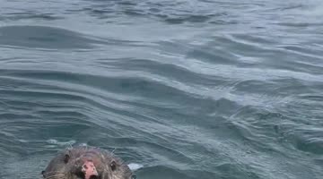 Otter Invites Himself on Newlywed's Honeymoon Kayak