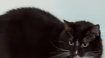 Cat Is Completely Unimpressed With New Toy
