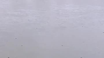 Flood Full of Spiders