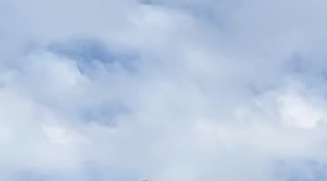 Man Has Beef With Bird