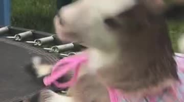 Baby Goat: 0 Mini Trampoline: 1