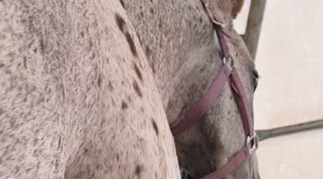 Dog Nibbles on Some Tasty Horse Legs