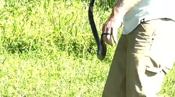 Man Saves Hawk From Snake