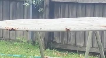 Blind Cat With Cerebellar Hypoplasia Makes Friends With a Raven