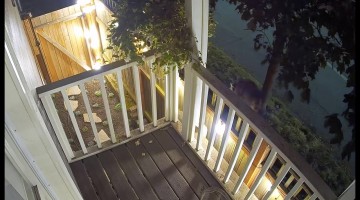 Jimothy the Famous Raccoon With Short Spine Syndrome Spotted on Seattle Balcony