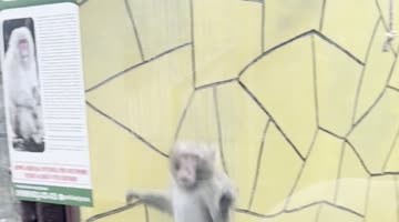 Monkeys React to Backflipping Man