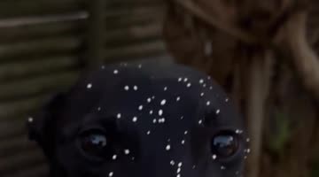 Sneaky Cream Thief Caught in the Act