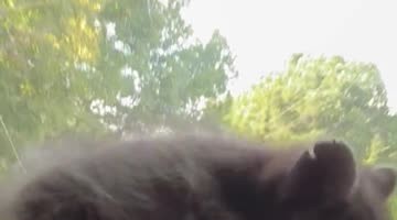 "Dash Panda" Sliding on the Steering Wheel