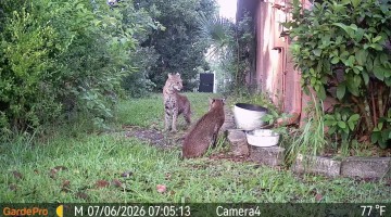 Bobcat Mating Interaction Caught on Camera