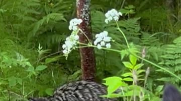 Dog Meets Her Distant Cousin the Raccoon Dog