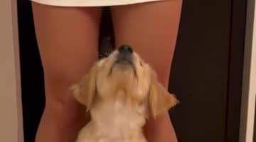 Golden Retriever Puppy's New Favorite Trick, "Footsies"