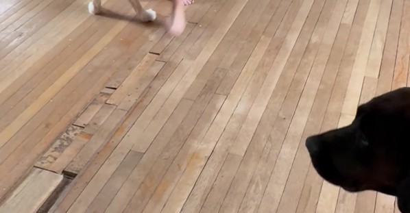 Daughter And Dog Spin Together